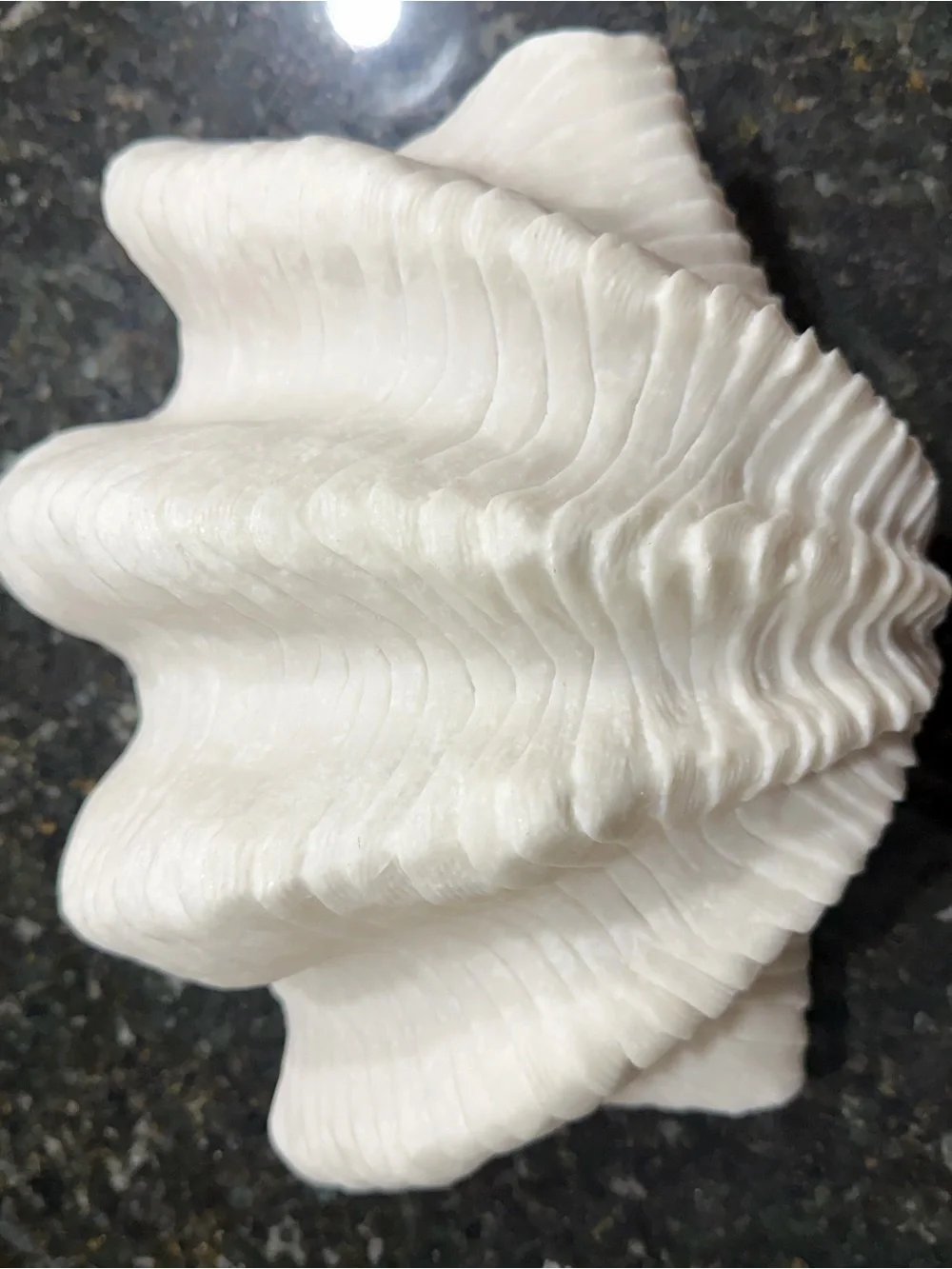 Sculptural White Giant Clam Shell Decorative Bowl Coastal Decor